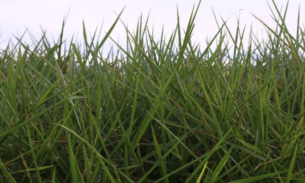 Brachiaria versátil ajuda na formação de pastos em solos encharcados ou com risco de erosão