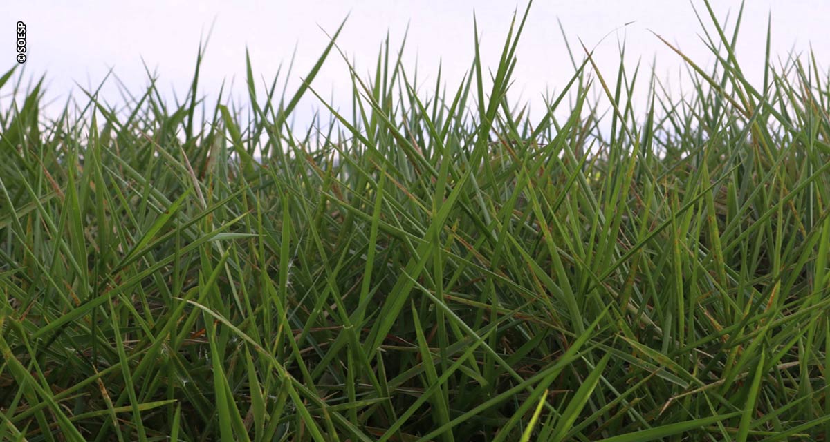 Brachiaria versátil ajuda na formação de pastos em solos encharcados ou com risco de erosão