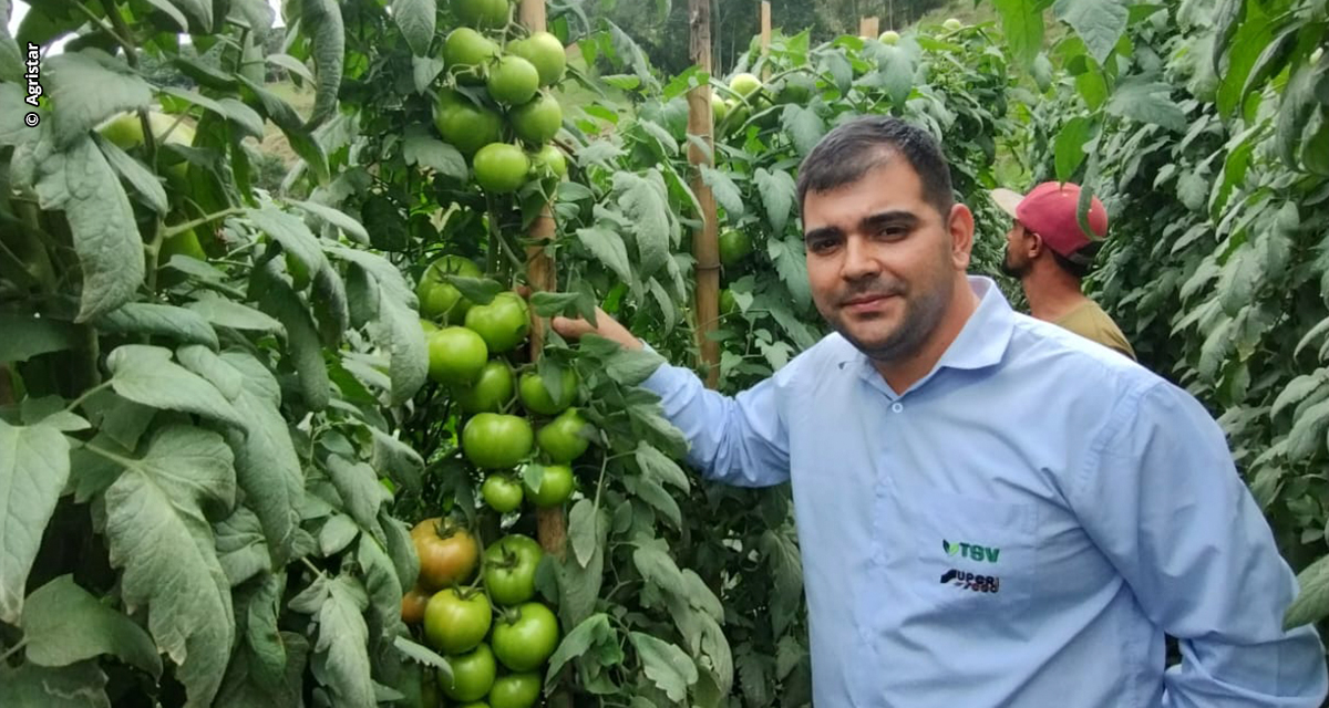 Produtores do Espírito Santo buscam tomate híbrido para lavouras com alto percentual de frutos AA