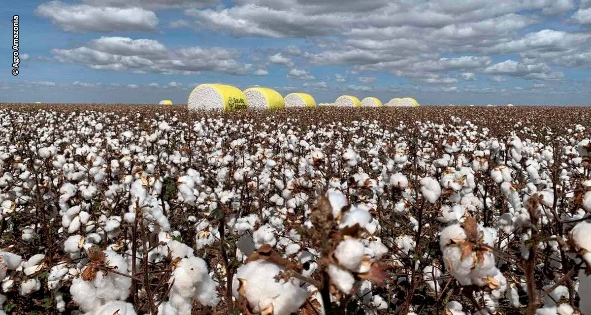 Agro Amazônia lança linha própria de sementes de algodão