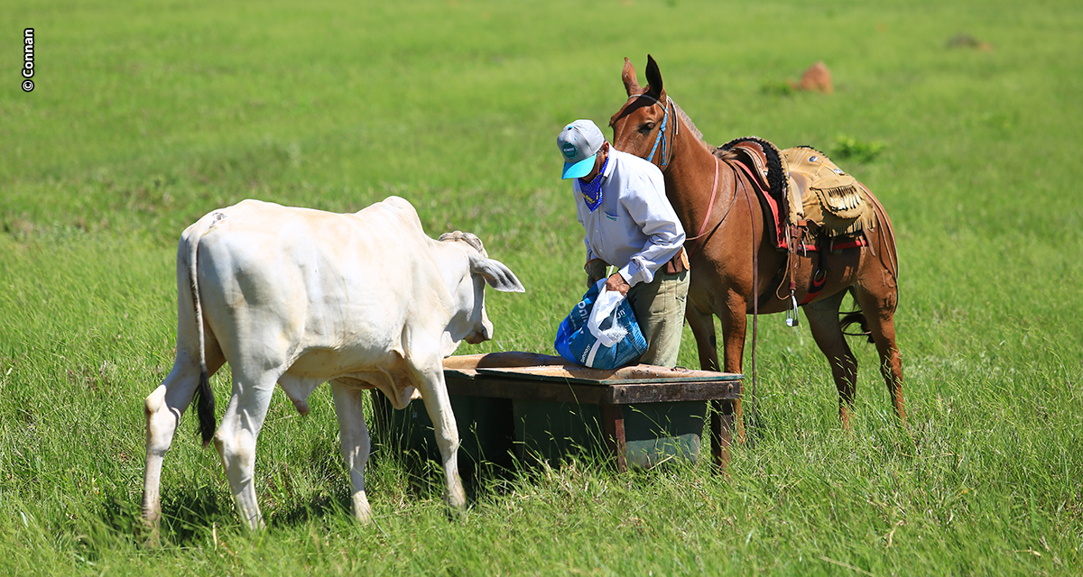 Como o manejo do cocho pode otimizar a nutrição e aumentar a lucratividade da fazenda?