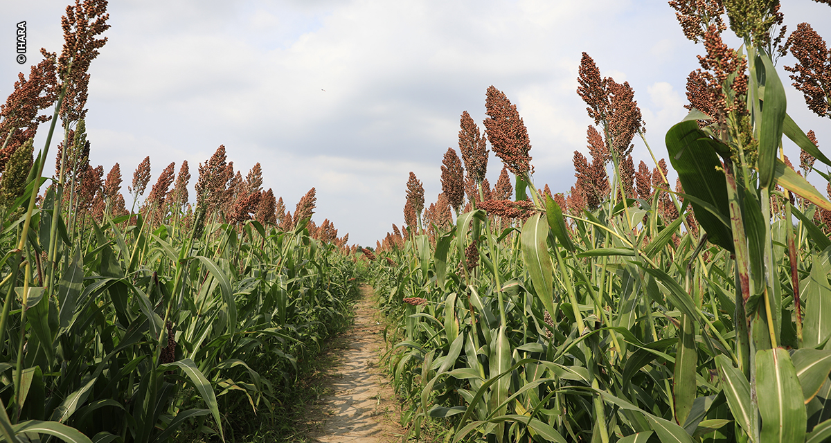 Sorgo granífero: potencial econômico e inovações tecnológicas impulsionam área plantada no Brasil