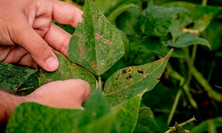 Pesquisa: aumento de enzimas contribui para defesa das plantas contra situações de estresse