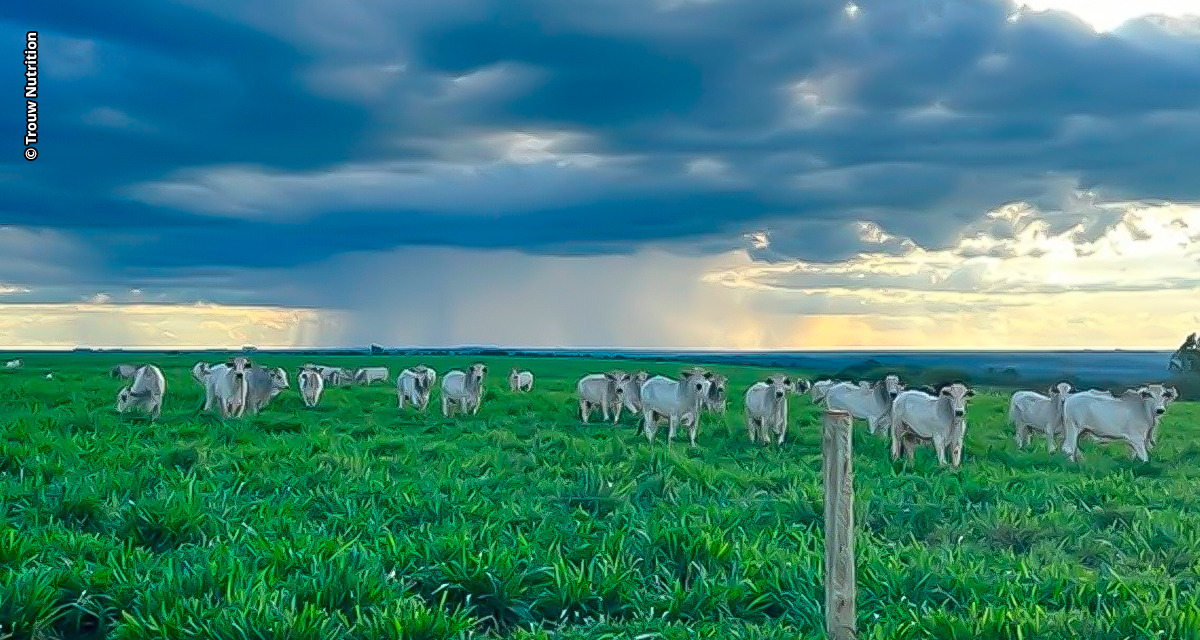 Período de chuva e suplementação mineral: quais os cuidados que o pecuarista deve ter?