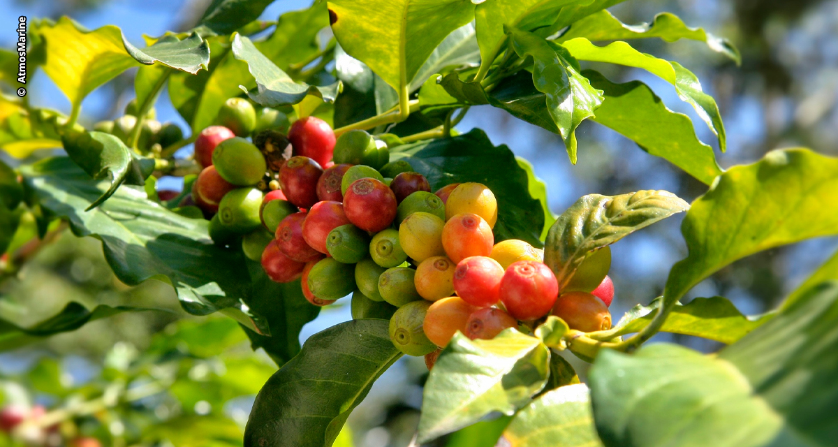 Verão no Sudeste pode impactar produção  de café e pressionar preços