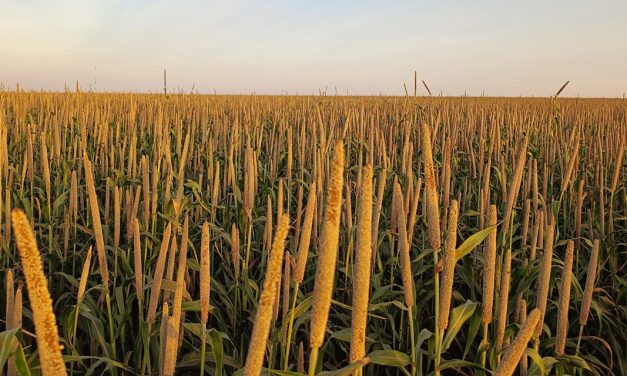 Milheto granífero desponta como alternativa estratégica para a segunda safra no Cerrado