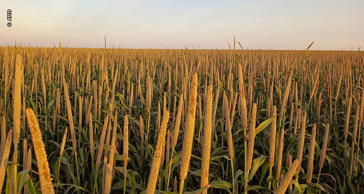 Milheto granífero desponta como alternativa estratégica para a segunda safra no Cerrado