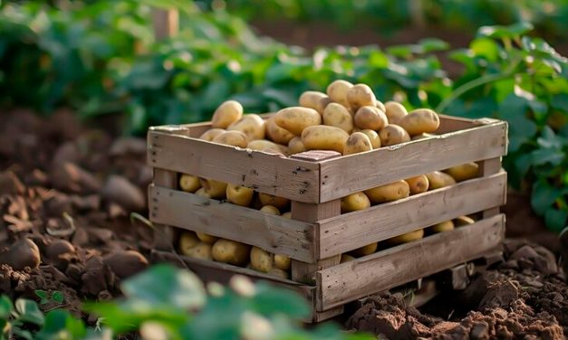 Do campo rumo às franquias: Deutschips cresce 40%