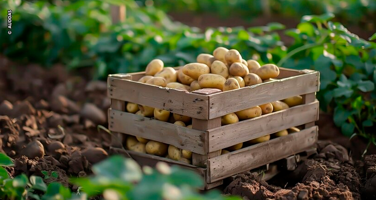 Do campo rumo às franquias: Deutschips cresce 40%