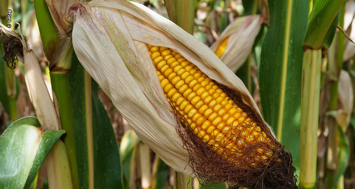 Goiás ganha protagonismo nacional no cultivo de grãos