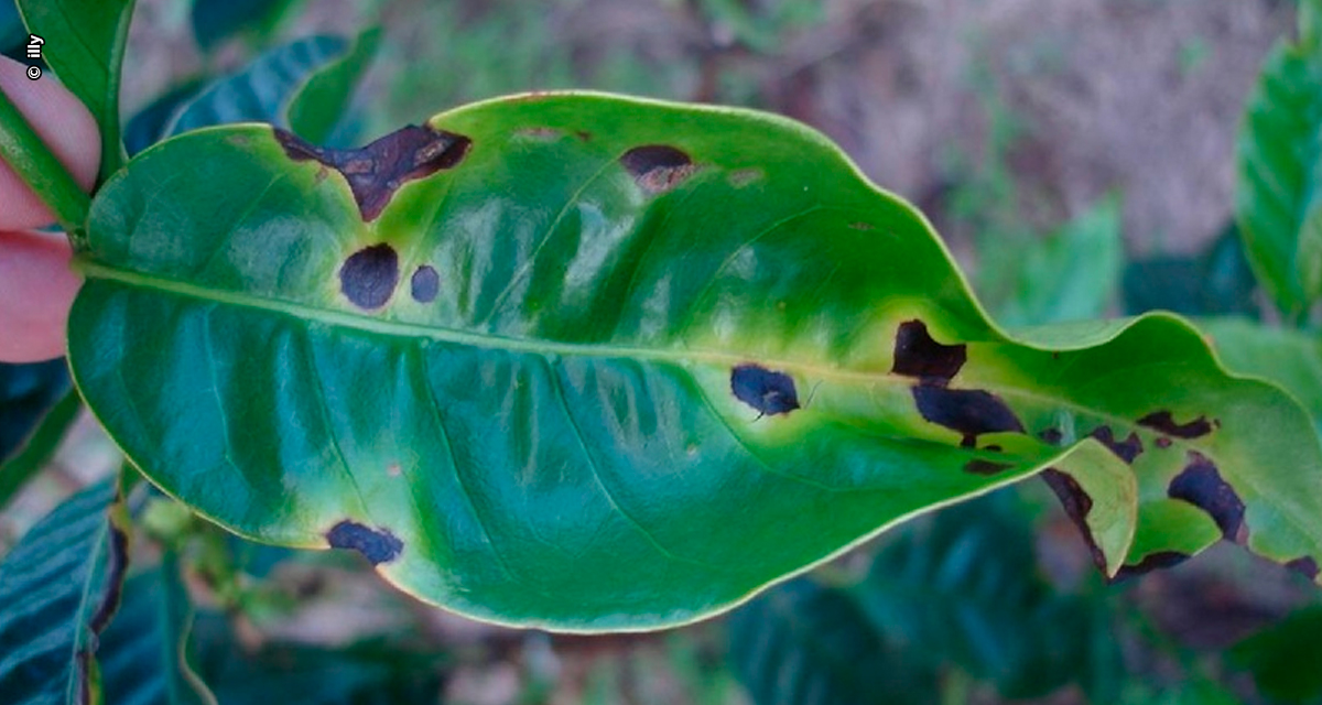 Mancha aureolada: doença que ataca as plantas de café