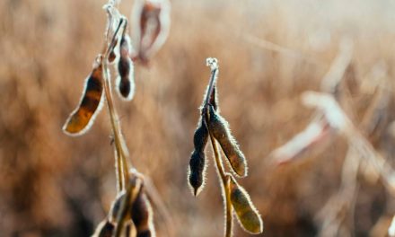 Controle de pragas na agricultura: cientistas brasileiros criam solução ecológica inovadora para contribuir com a segurança alimentar mundial