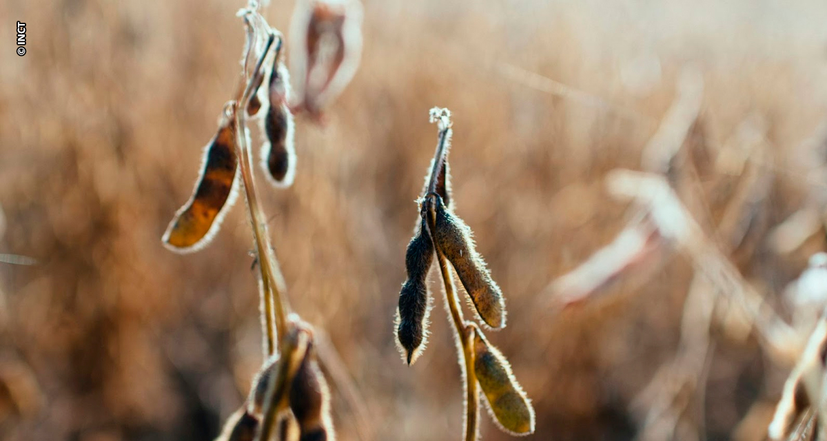 Controle de pragas na agricultura: cientistas brasileiros criam solução ecológica inovadora para contribuir com a segurança alimentar mundial