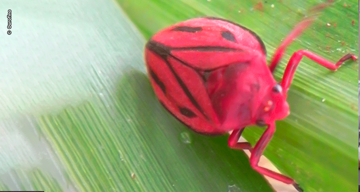 Pragas do solo desafiam a produtividade da cana-de-açúcar nos principais polos agrícolas do Brasil