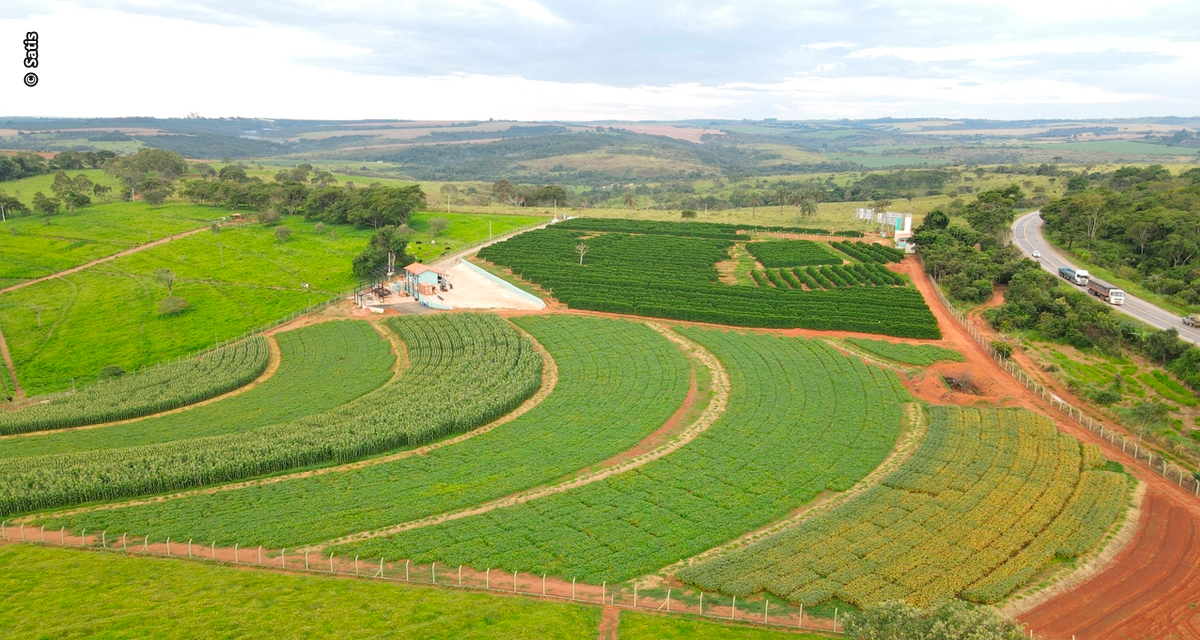 Satis promove Dia de Campo 2025 com resultados de experimentos na cultura da soja