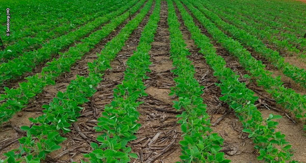 Cultivares resistentes a nematóides e de ciclo curto são tendência na próxima safra