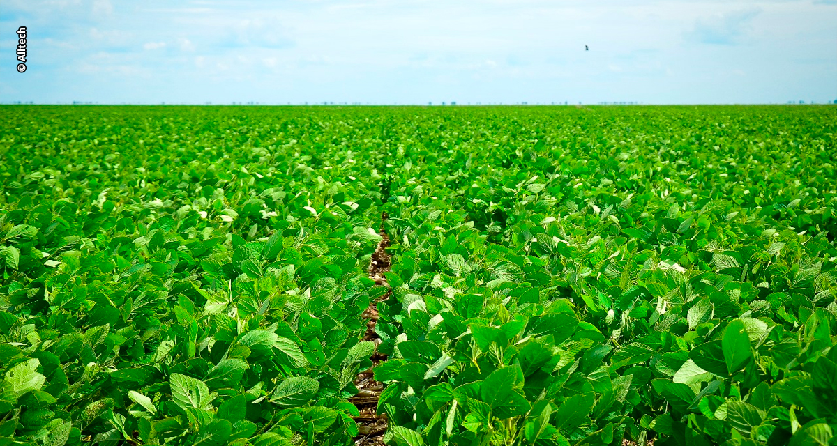 Biotecnologia impulsiona produtividade de 100 sacas de soja por hectare