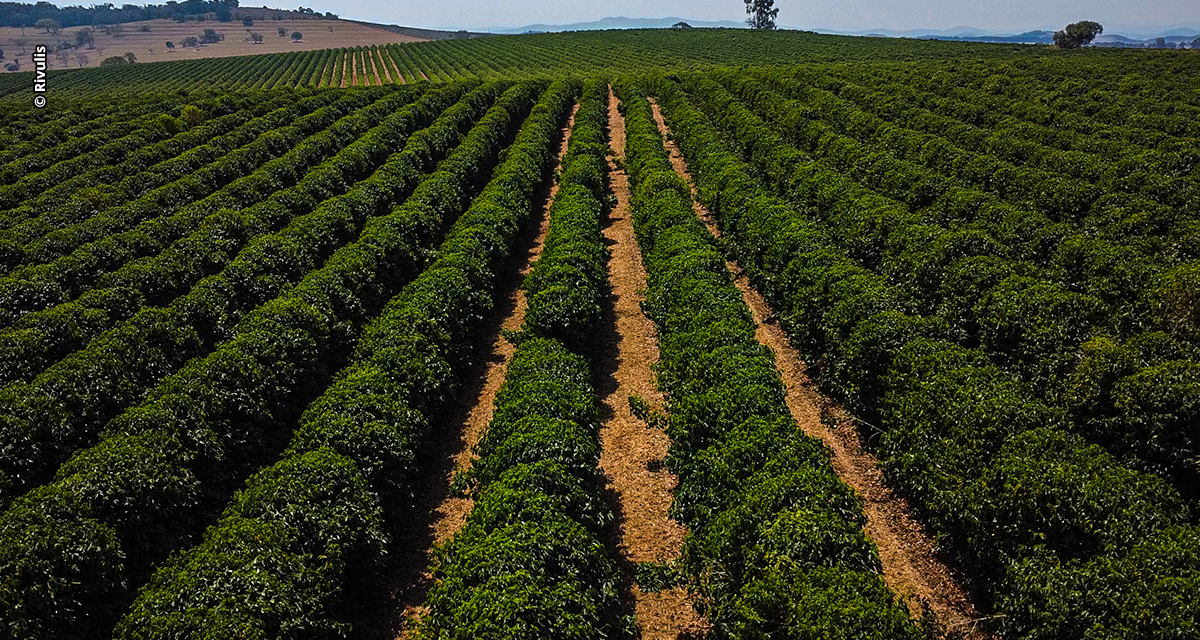 Irrigação por gotejamento ajuda produtora a superar os desafios do cultivo de café