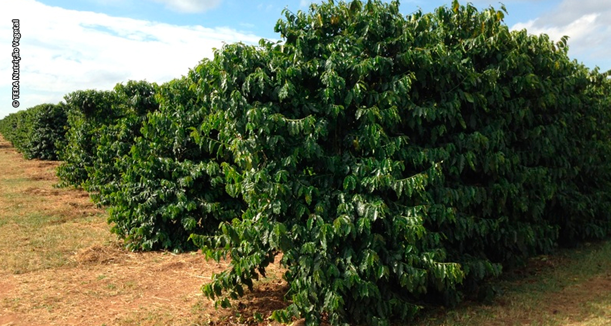 Tera Nutrição Vegetal mostra potencial brasileiro de ampliar aplicação dos fertilizantes orgânicos