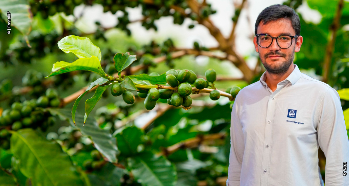 Fertirrigação mitiga impactos climáticos e aumenta produtividade do cafezal